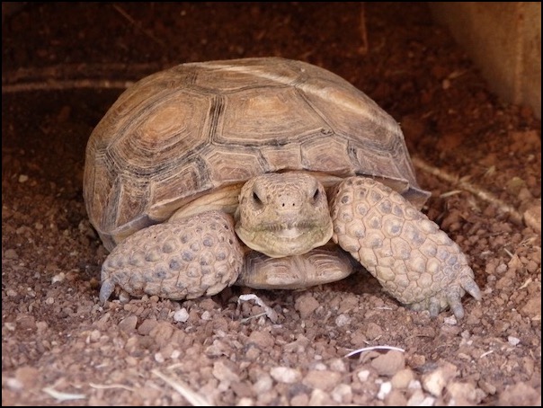 Desert tortoise looking out from burrow